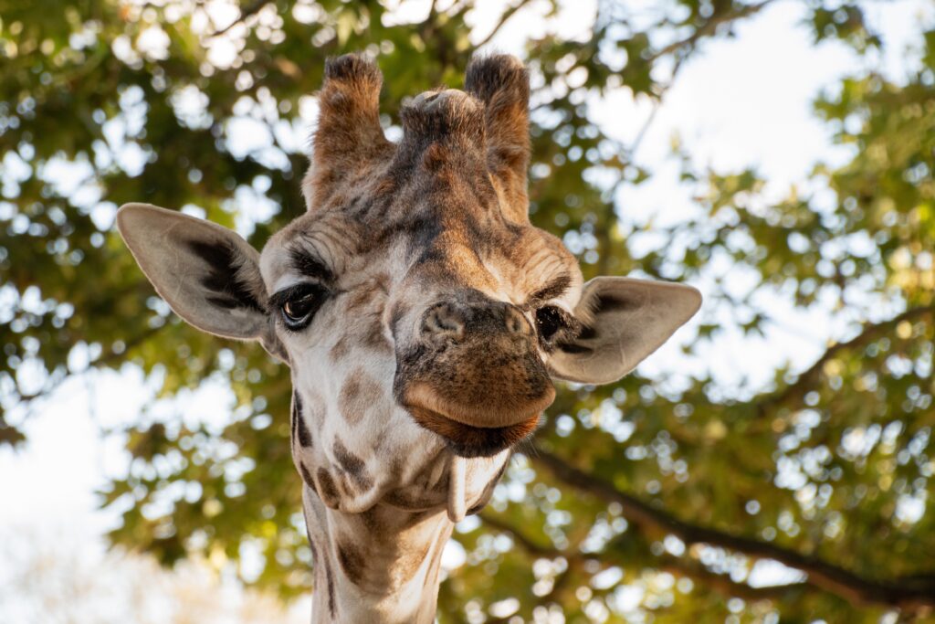 christels giraffe 5739828