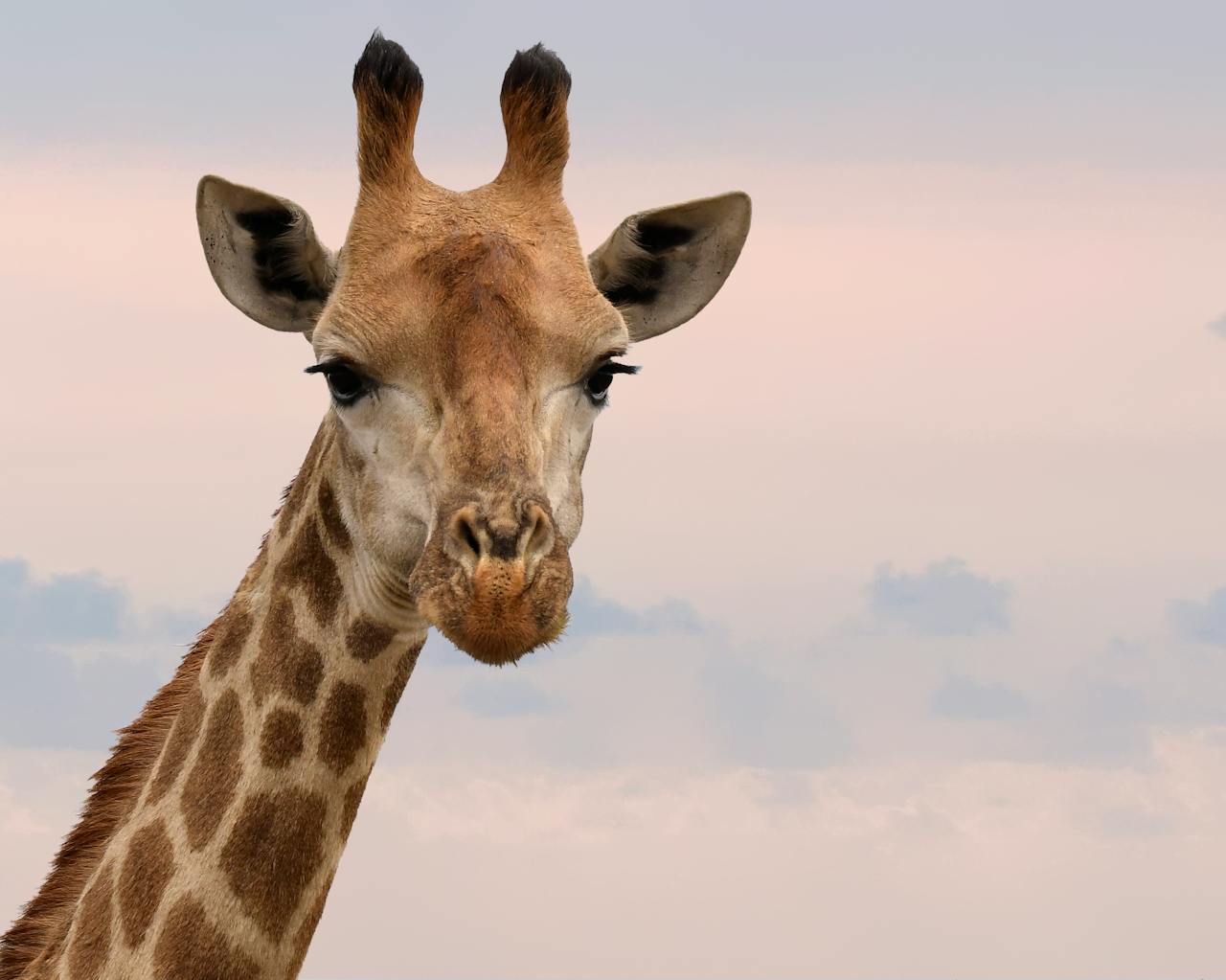 Charming close-up of a giraffe